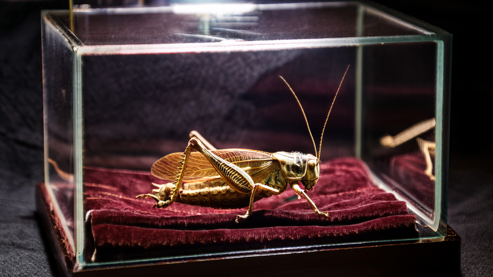 The well dressed locust